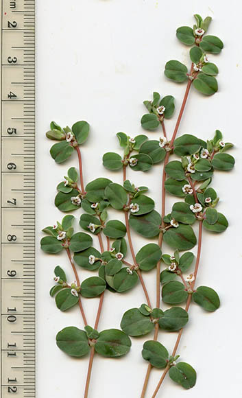  Euphorbia albomarginata